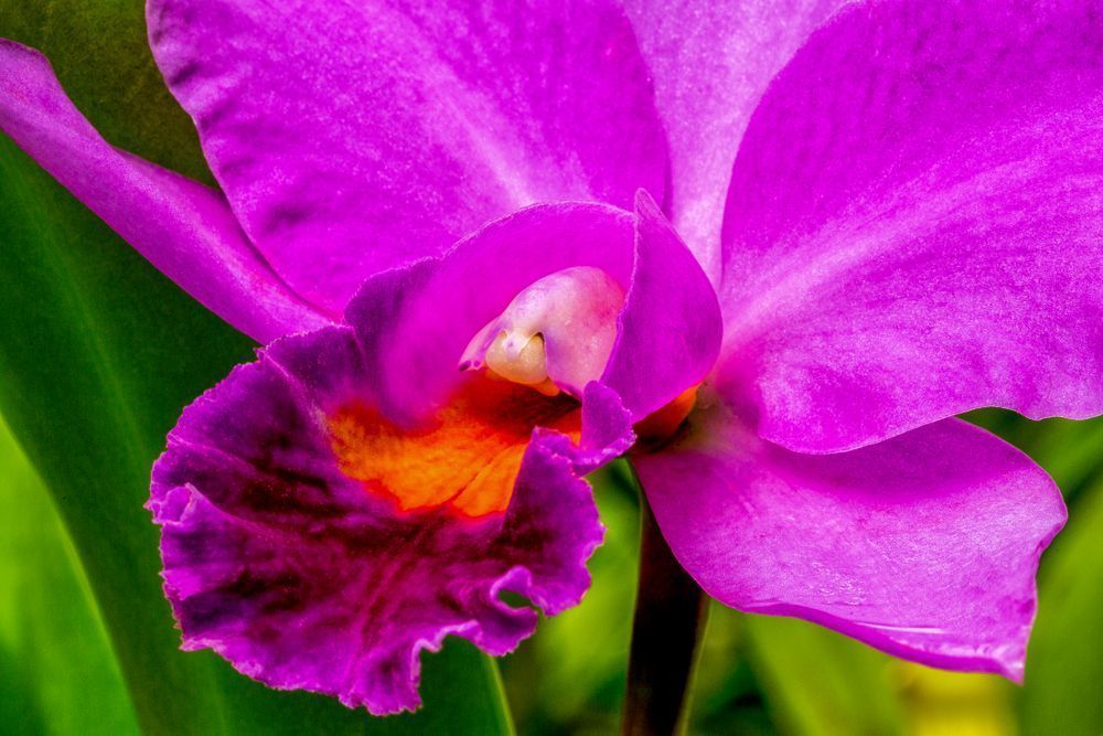 Botanical Photos | Pictures | Pics | Images | Wallpapers |  Wall Art