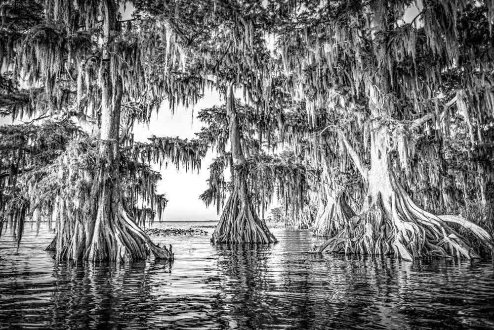 Lake Istokpoga Park B&W | Florida| FL | Dennis Goodman Photography