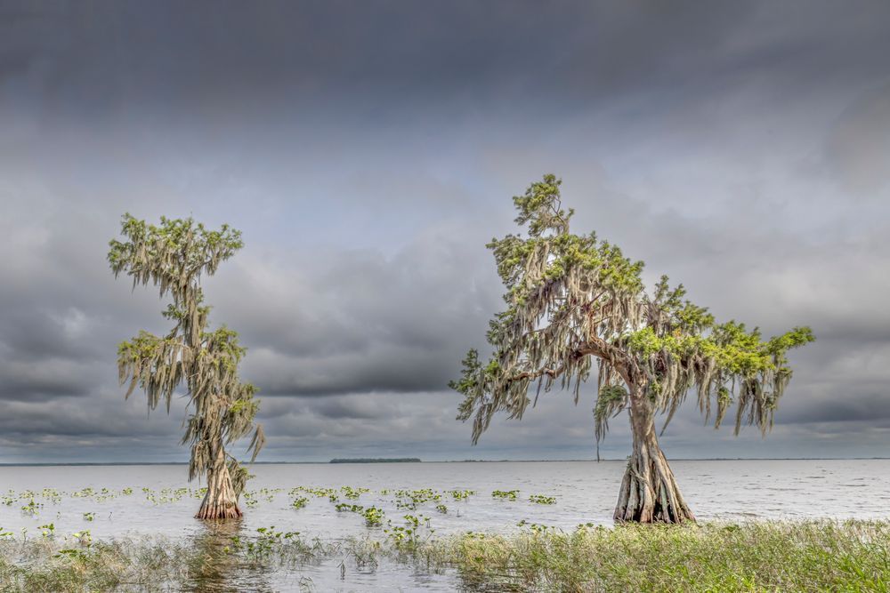Lake Istokpoga Park | Florida| FL | Dennis Goodman Photography