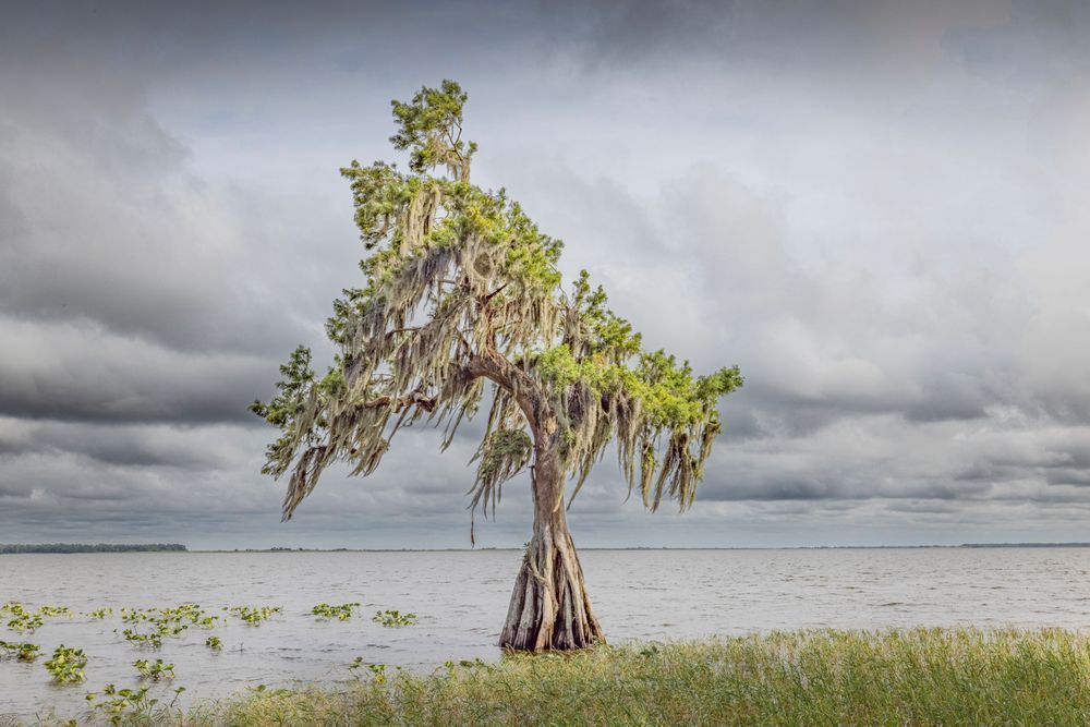 Lake Istokpoga Park | Florida| FL | Dennis Goodman Photography