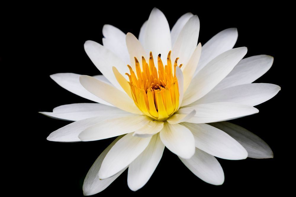 Botanical Photos | Pictures | Pics | Images | Wallpapers |  Wall Art