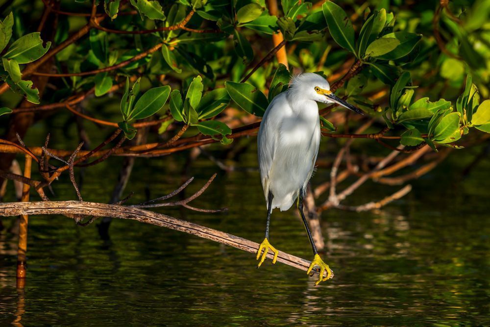 Snowy Egret 12 Photography Art | Dennis Goodman Photography, Inc.