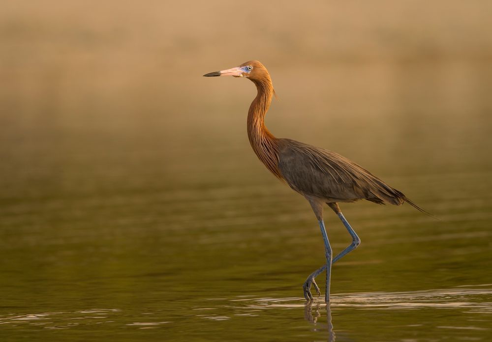 Reddish Egret | Dennis Goodman Photography