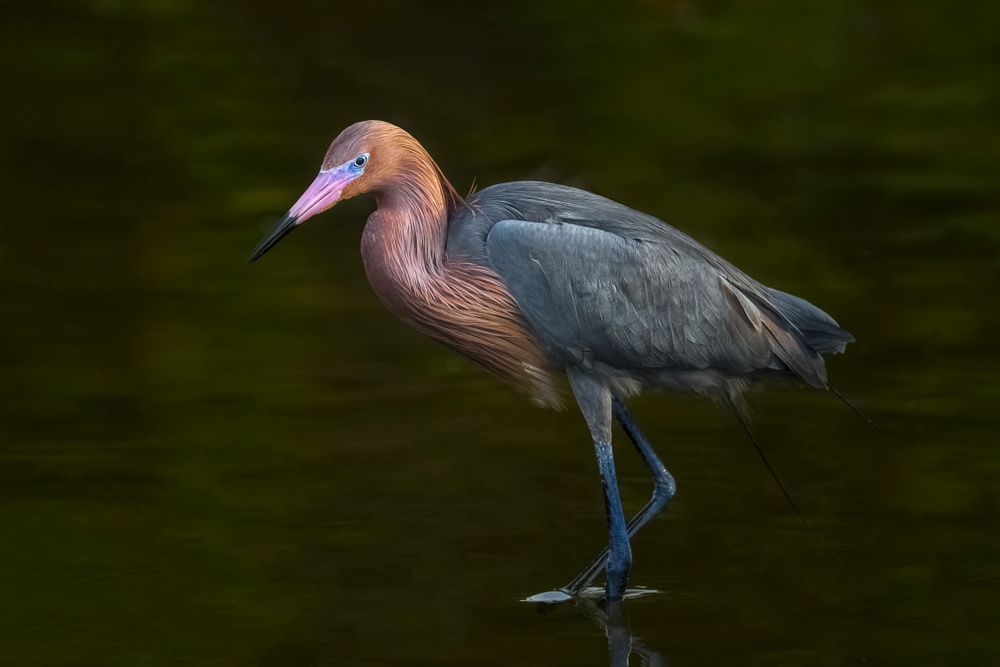 Reddish Egret | Dennis Goodman Photography