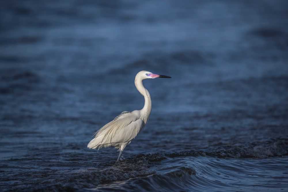 Reddish Egret White Morph | Dennis Goodman Photography