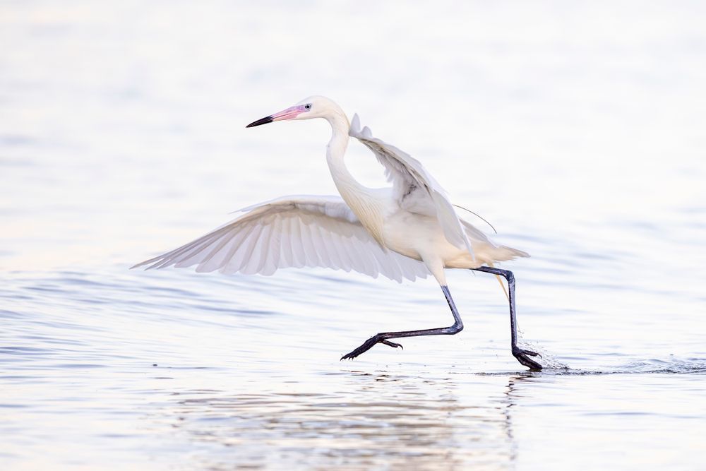 Reddish Egret White Morph | Dennis Goodman Photography
