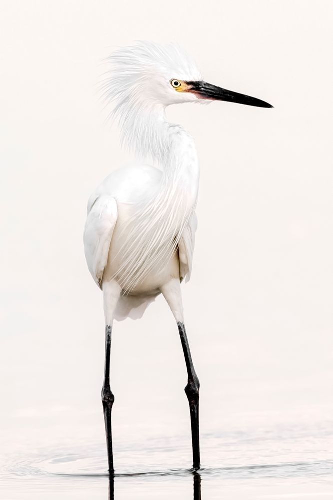 Reddish Egret White Morph | Dennis Goodman Photography