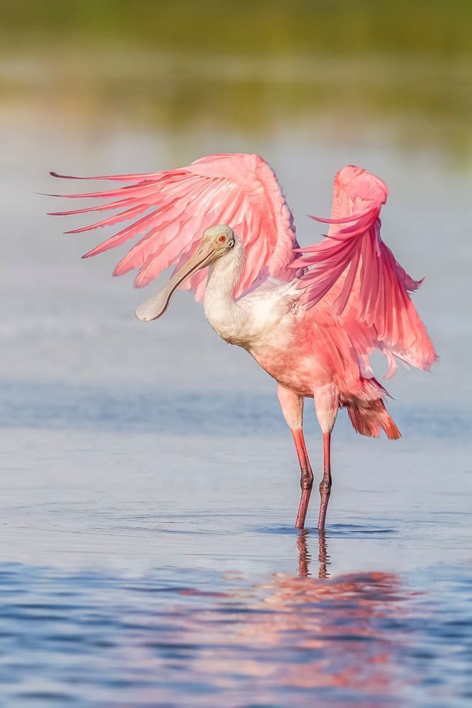 Pink Roseate Spoonbill Birds | Art Photography | Dennis Goodman
