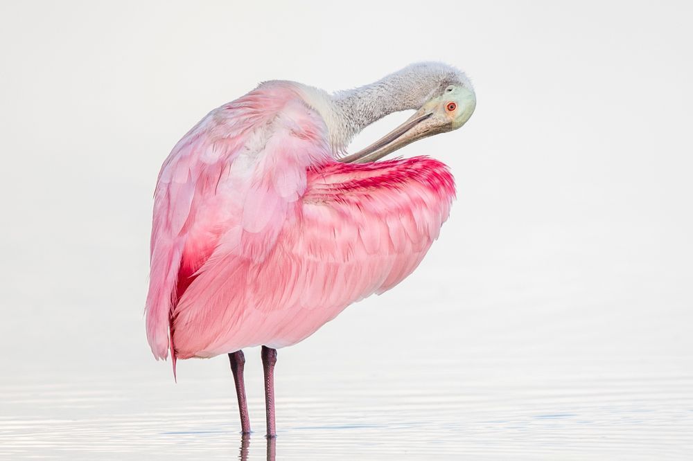 Pink Roseate Spoonbill Birds | Art Photography | Dennis Goodman