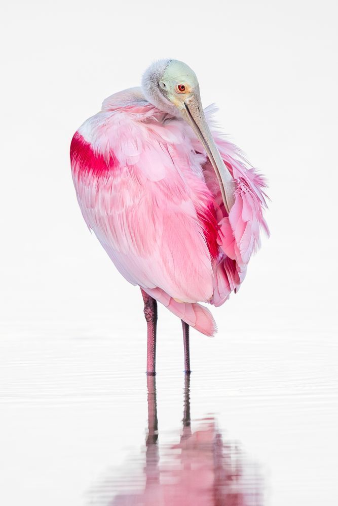 Pink Roseate Spoonbill Birds | Art Photography | Dennis Goodman