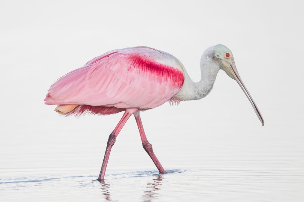 Pink Roseate Spoonbill Birds | Art Photography | Dennis Goodman