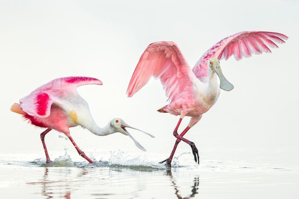 ROSEATE SPOONBILL 39