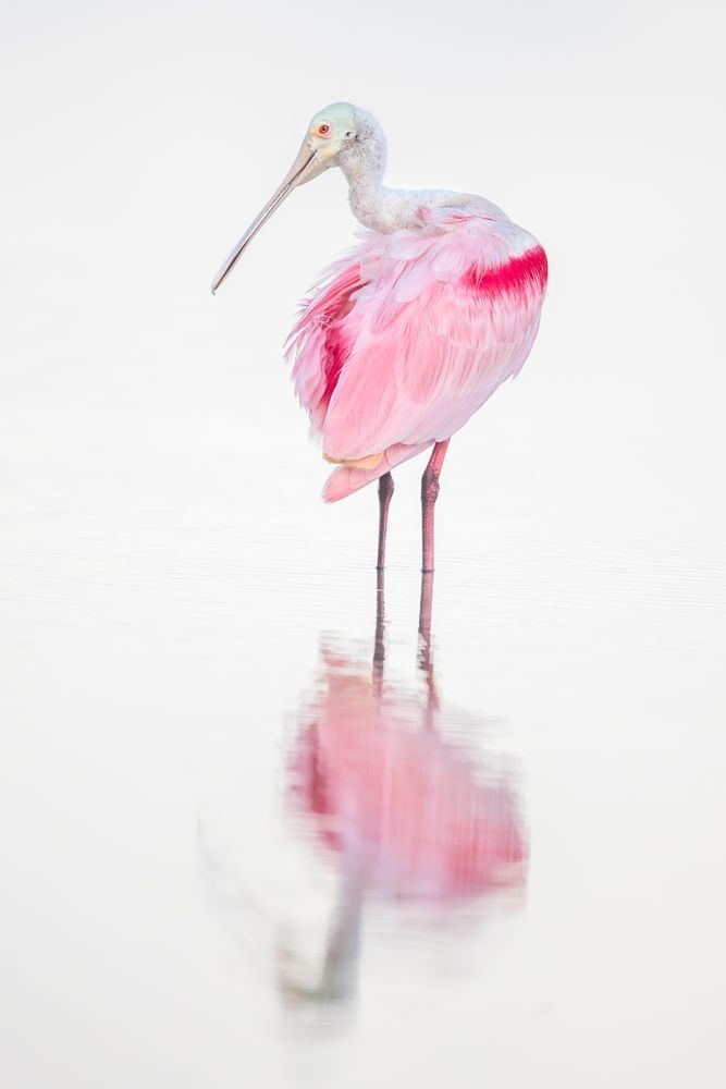 Pink Roseate Spoonbill Birds | Art Photography | Dennis Goodman