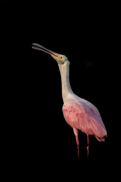 Pink Roseate Spoonbill Birds | Art Photography | Dennis Goodman