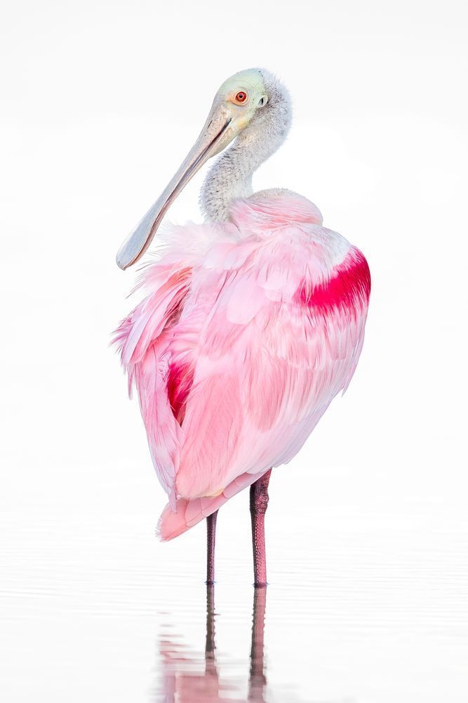 Pink Roseate Spoonbill Birds | Art Photography | Dennis Goodman