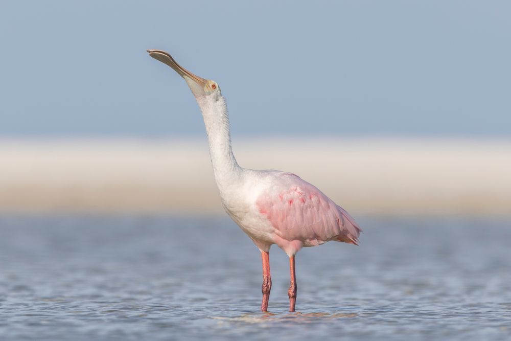 Pink Roseate Spoonbill Birds | Art Photography | Dennis Goodman