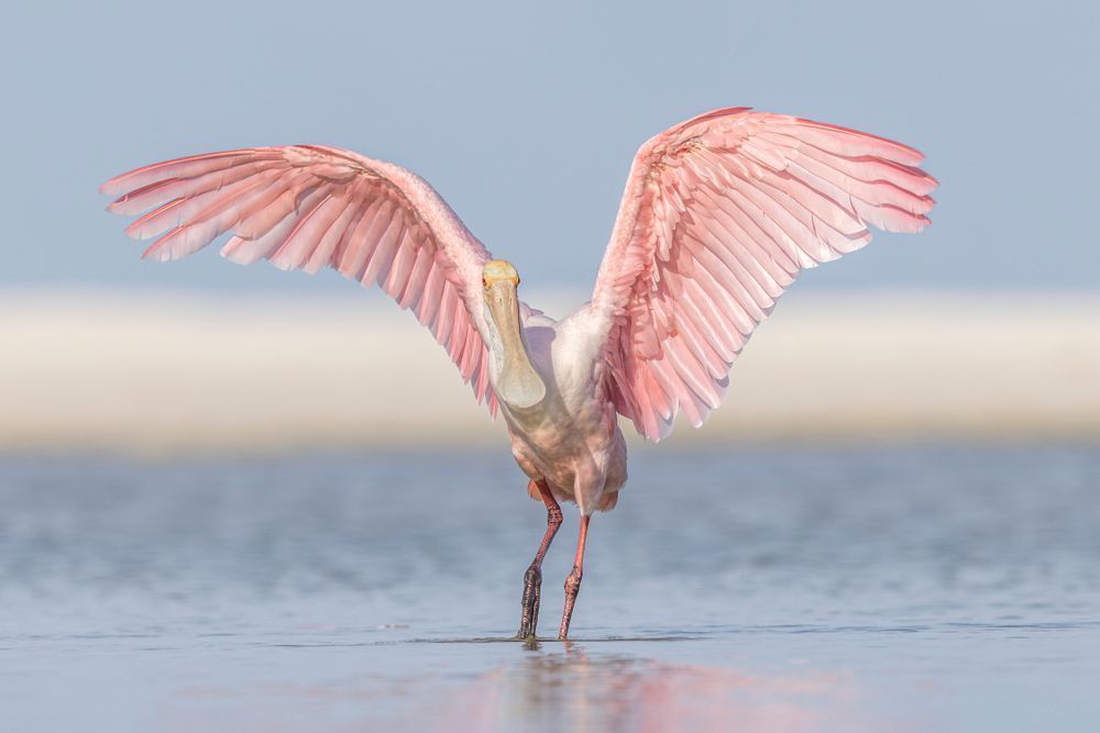 ROSEATE SPOONBILL 62