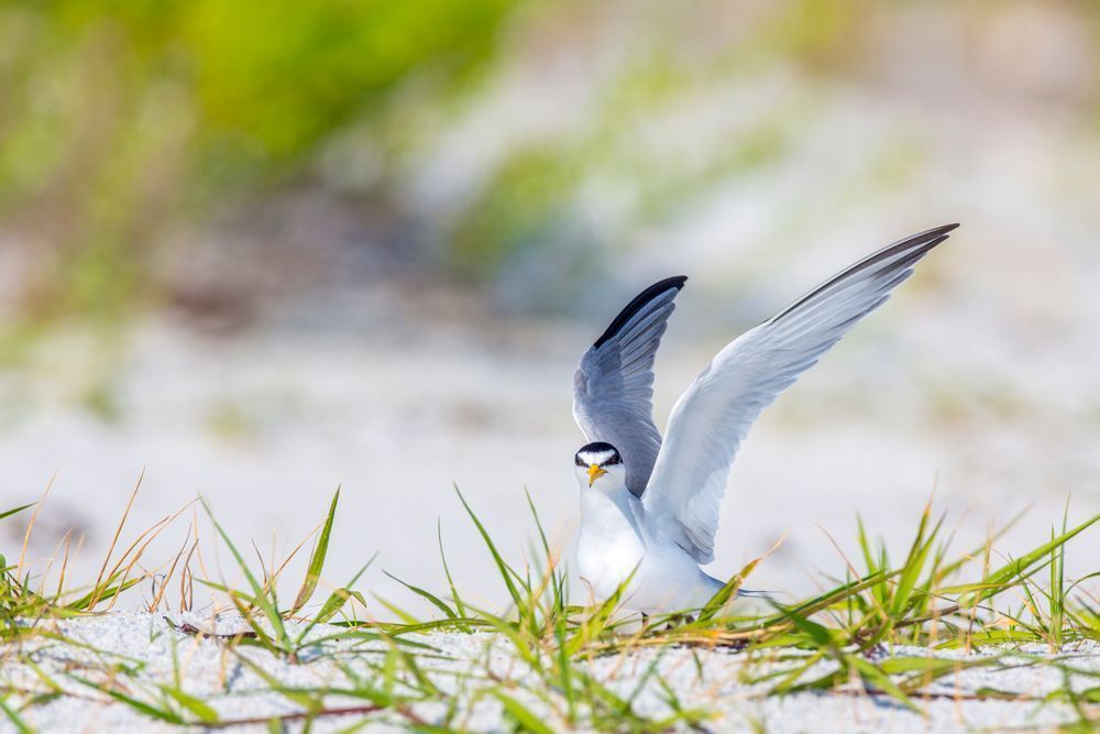 Royal Tern Bird | Dennis Goodman Photography