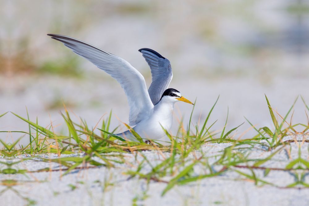 Royal Tern Bird | Dennis Goodman Photography