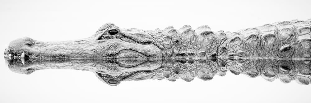Alligator | Photos | Pictures| Pics| Images |Wall Art |Wallpapers