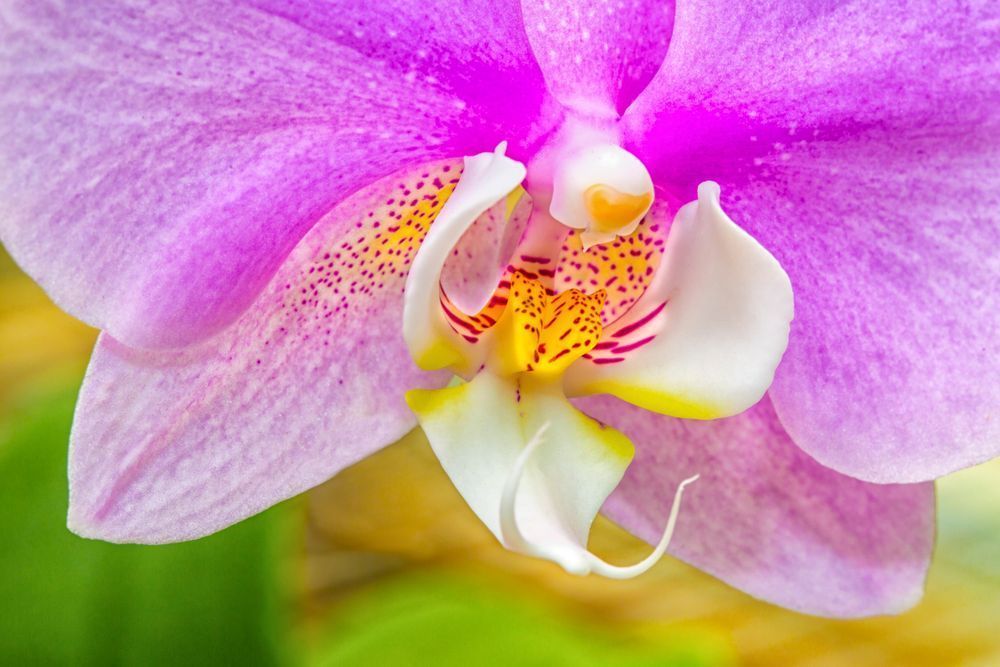 Botanical Photos | Pictures | Pics | Images | Wallpapers |  Wall Art