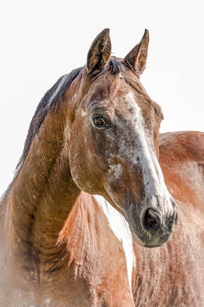 Horses Images | Wall Art | Photos  | Pictures | Pics | Wallpapers