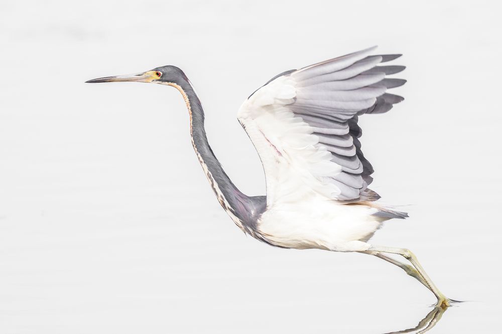 Tricolored Heron Photo | Dennis Goodman