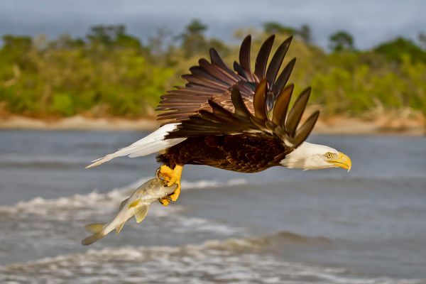 Birds of Prey