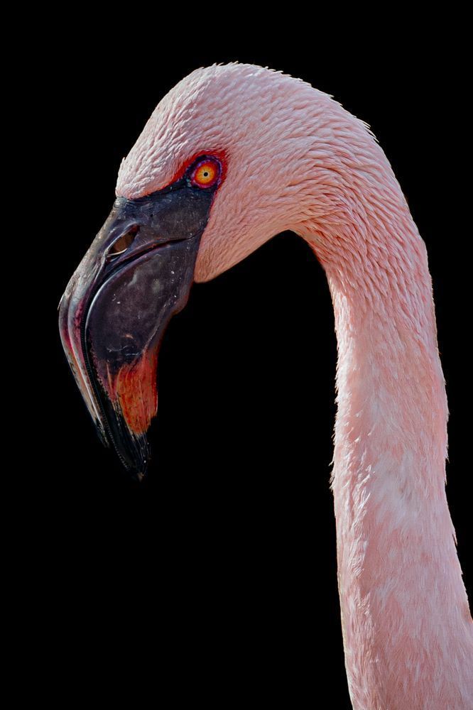 Flamingo Photos | Art | Dennis Goodman Photography