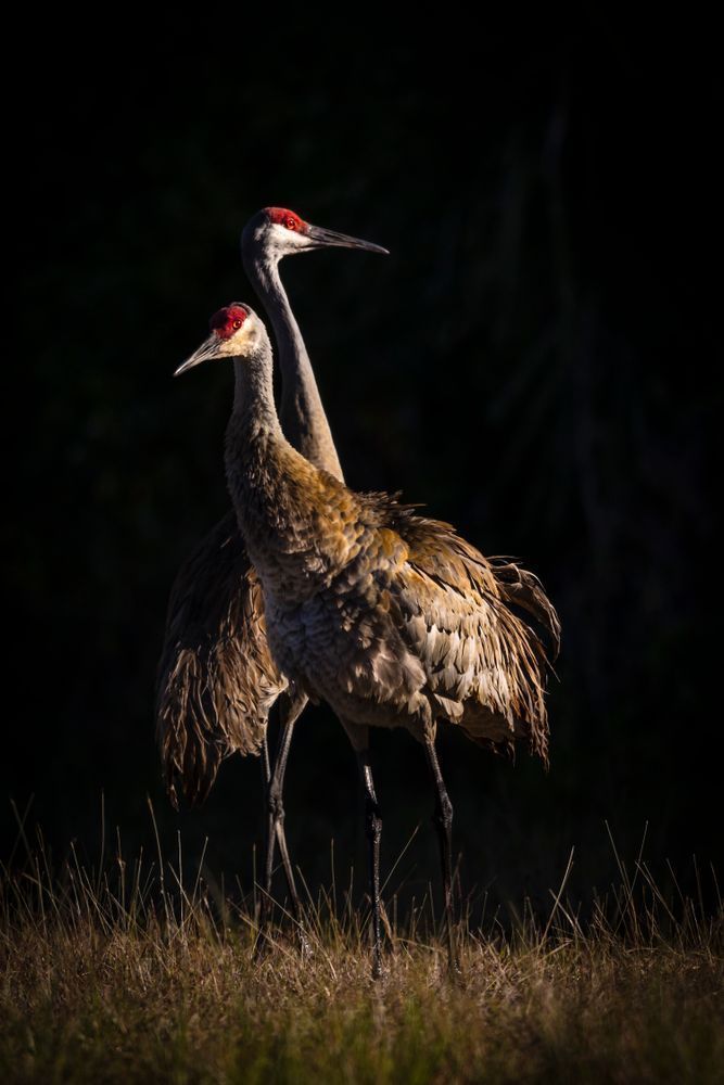 Sandhill Cranes Images | Dennis Goodman Photography
