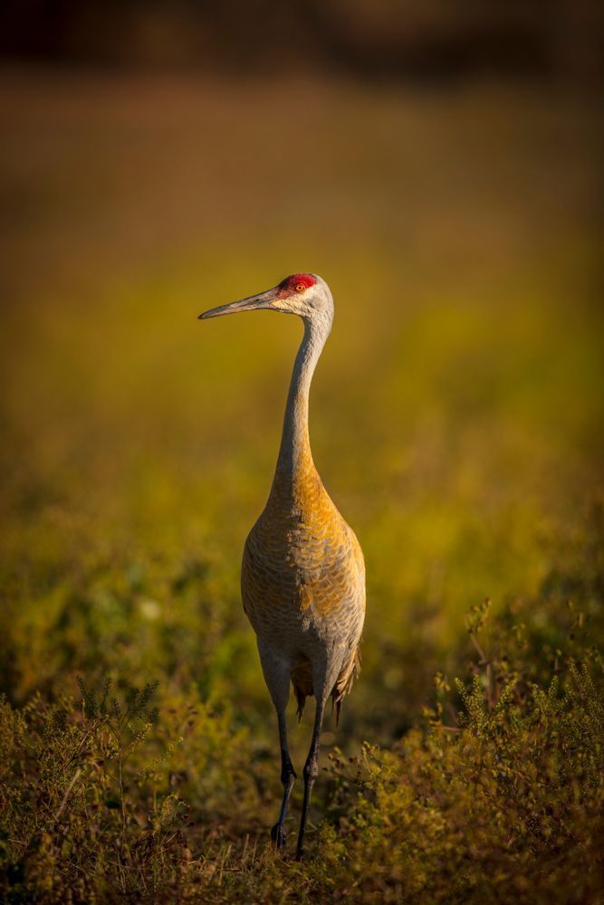 Sandhill Cranes Images | Dennis Goodman Photography