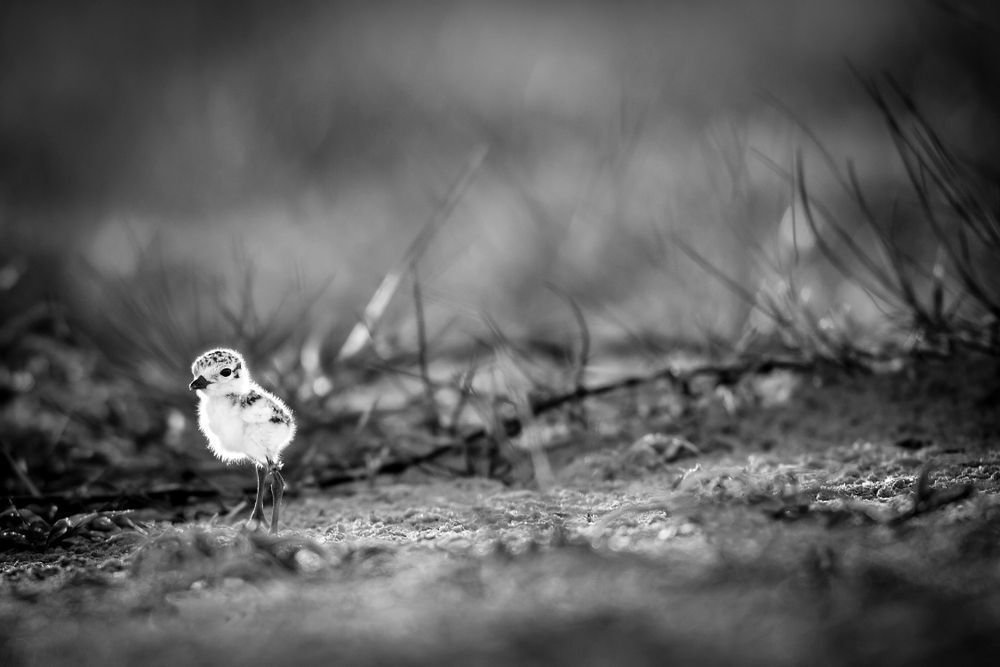Snowy Plover Bird | Dennis Goodman Photography