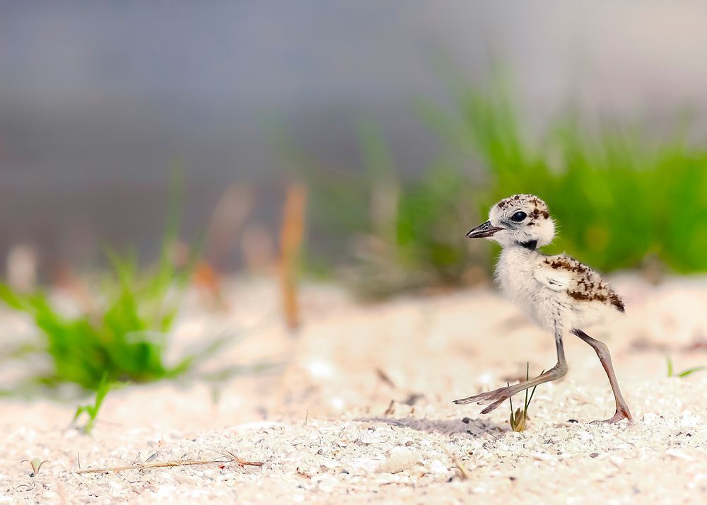 Snowy Plover Bird | Dennis Goodman Photography