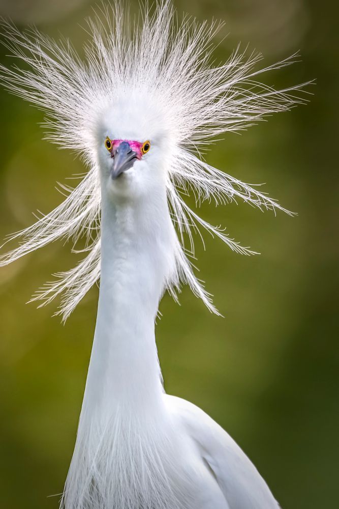 Snowy Egret Bird Photos | Dennis Goodman Photography