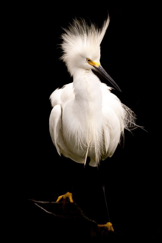 SNOWY EGRET 18