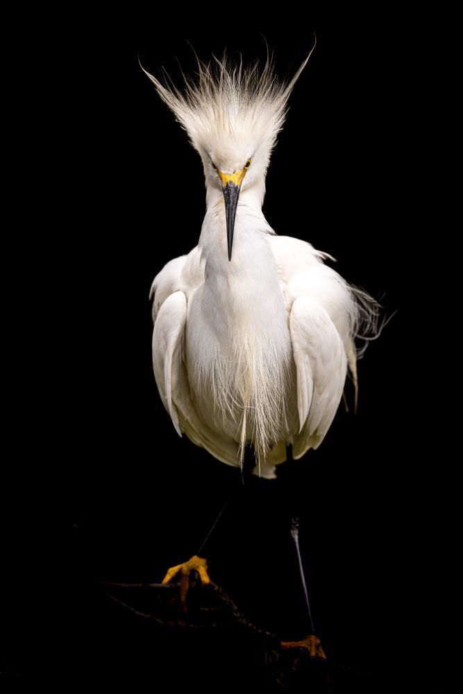 Snowy Egret Bird Photos | Dennis Goodman Photography