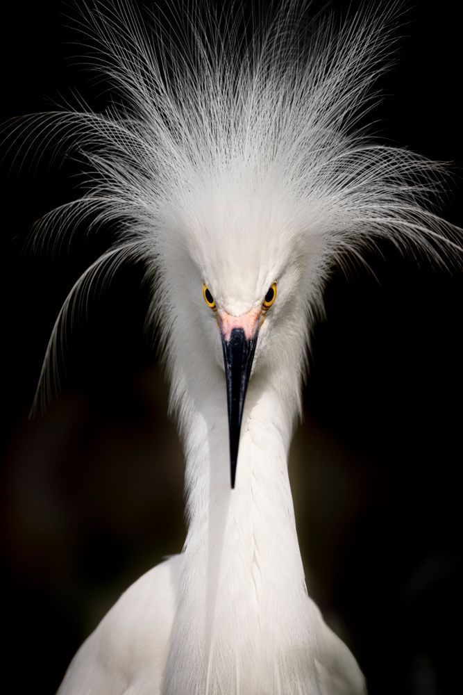 Snowy Egret Bird Photos | Dennis Goodman Photography
