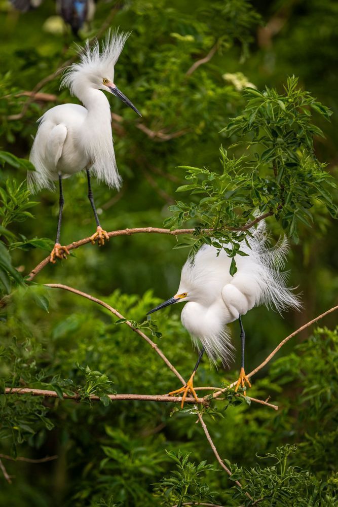 Snowy Egret Bird Photos | Dennis Goodman Photography