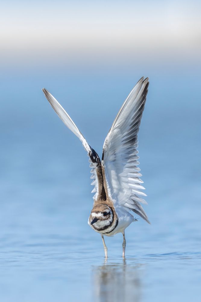 Shorebird Photos | Dennis Goodman Photography