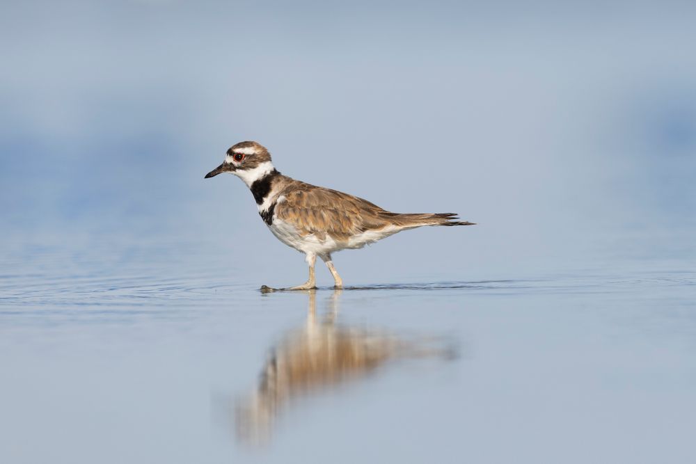 Shorebird Photos | Dennis Goodman Photography