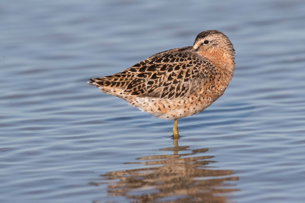 Shorebird Photos | Dennis Goodman Photography