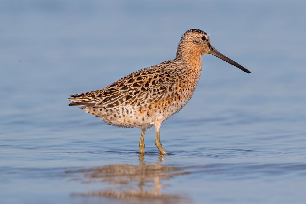 Shorebird Photos | Dennis Goodman Photography