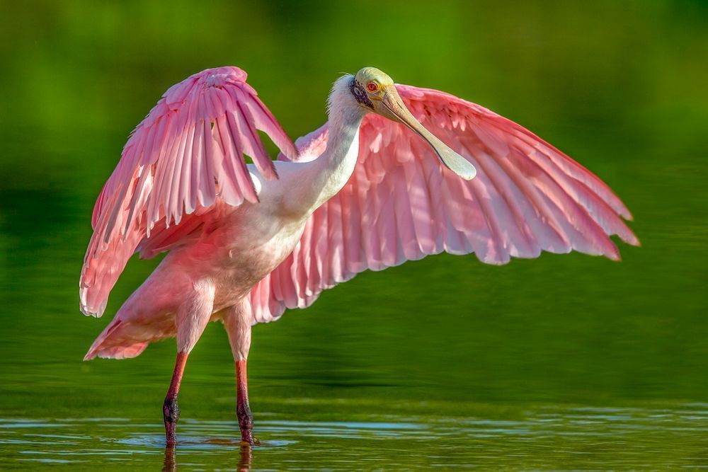 Pink Roseate Spoonbill Birds | Art Photography | Dennis Goodman