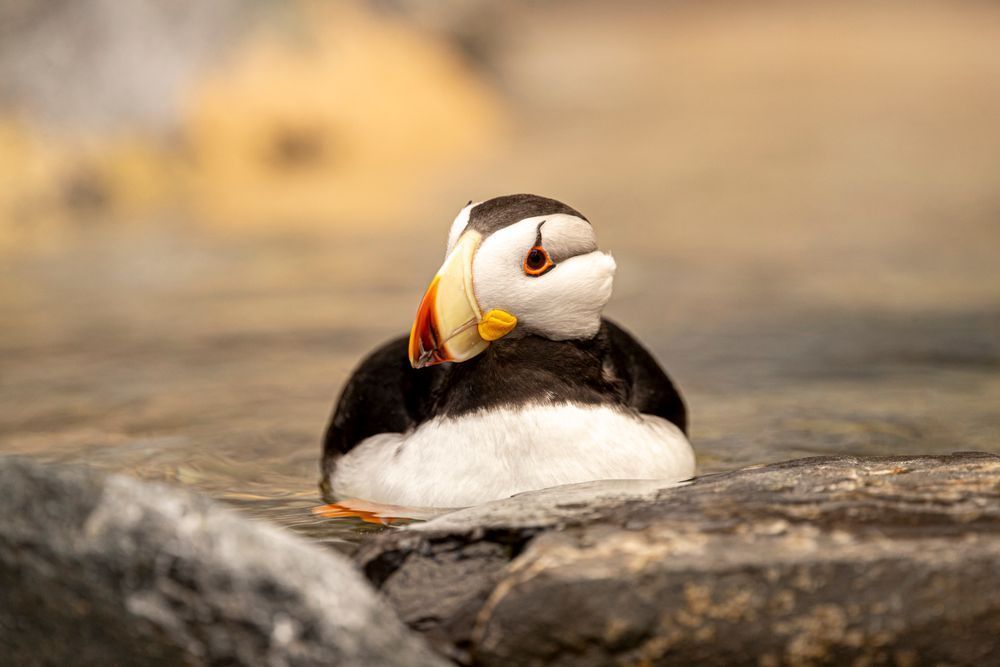 Puffin Birds Photos | Art | Images | Dennis Goodman Photography