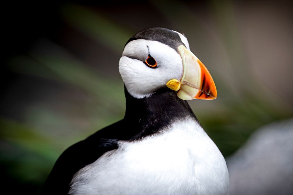Puffin Birds Photos | Art | Images | Dennis Goodman Photography