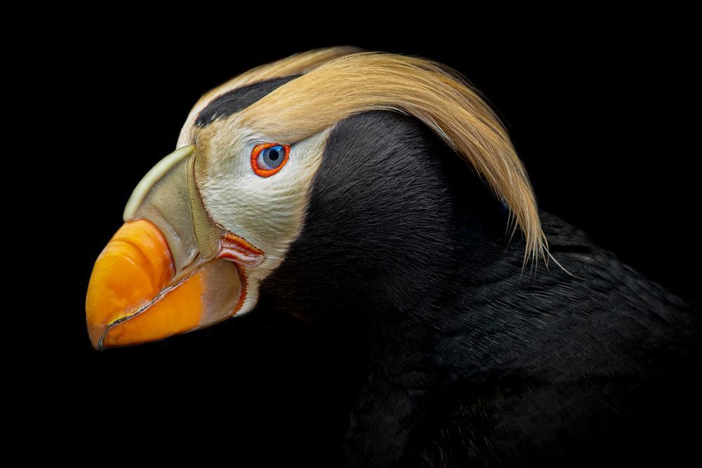 Puffin Birds Photos | Art | Images | Dennis Goodman Photography