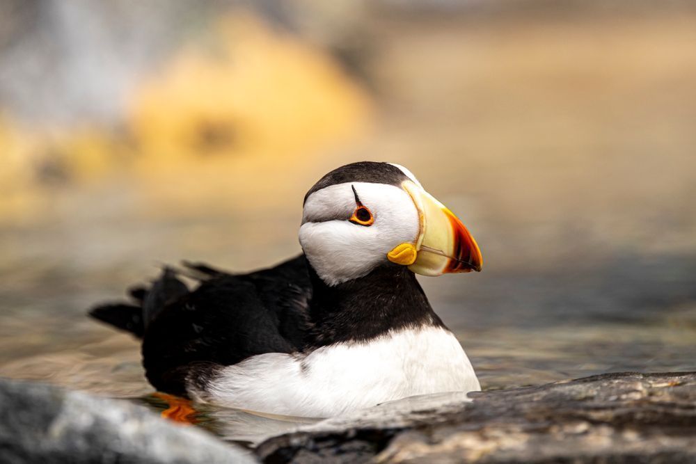 Puffin Birds Photos | Art | Images | Dennis Goodman Photography