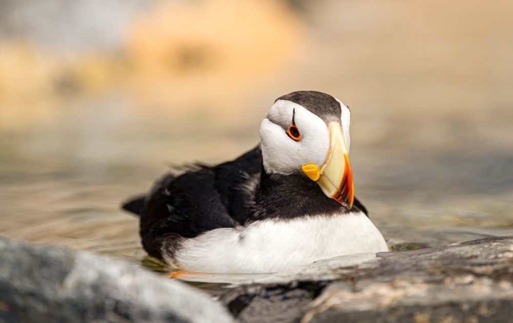 Puffin Birds Photos | Art | Images | Dennis Goodman Photography