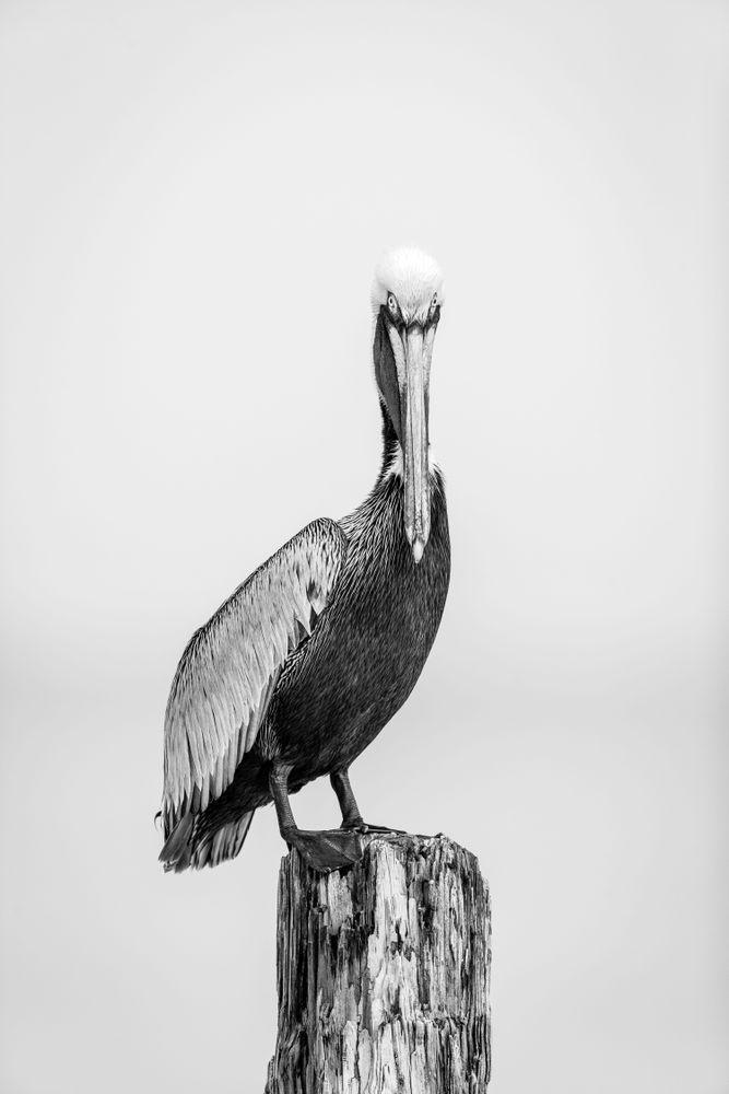 Pelicans Bird Images | Pics | Dennis Goodman Photography