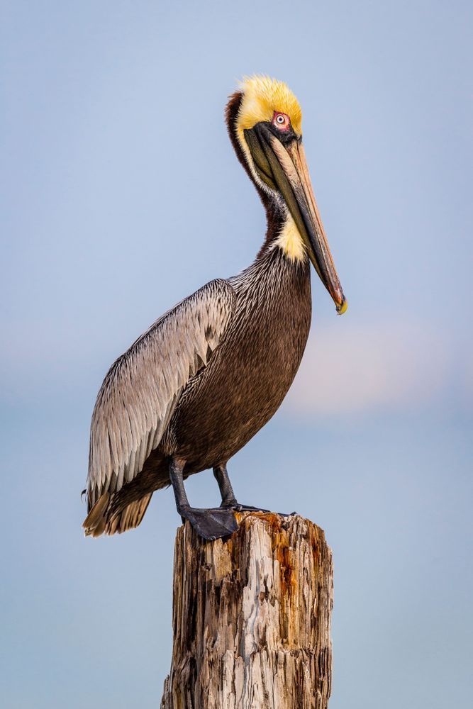 Pelicans Bird Images | Pics | Dennis Goodman Photography